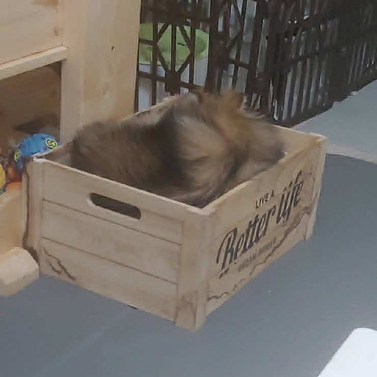 포메라니안
