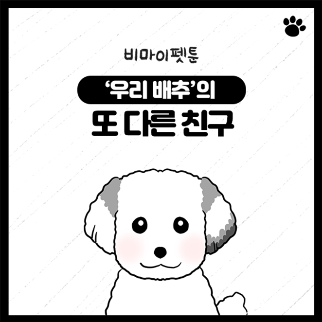 강아지 파티푸들