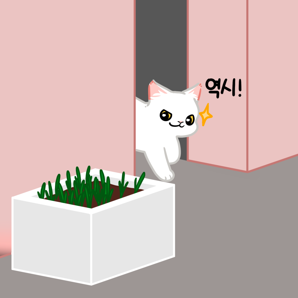 고양이 캣닢