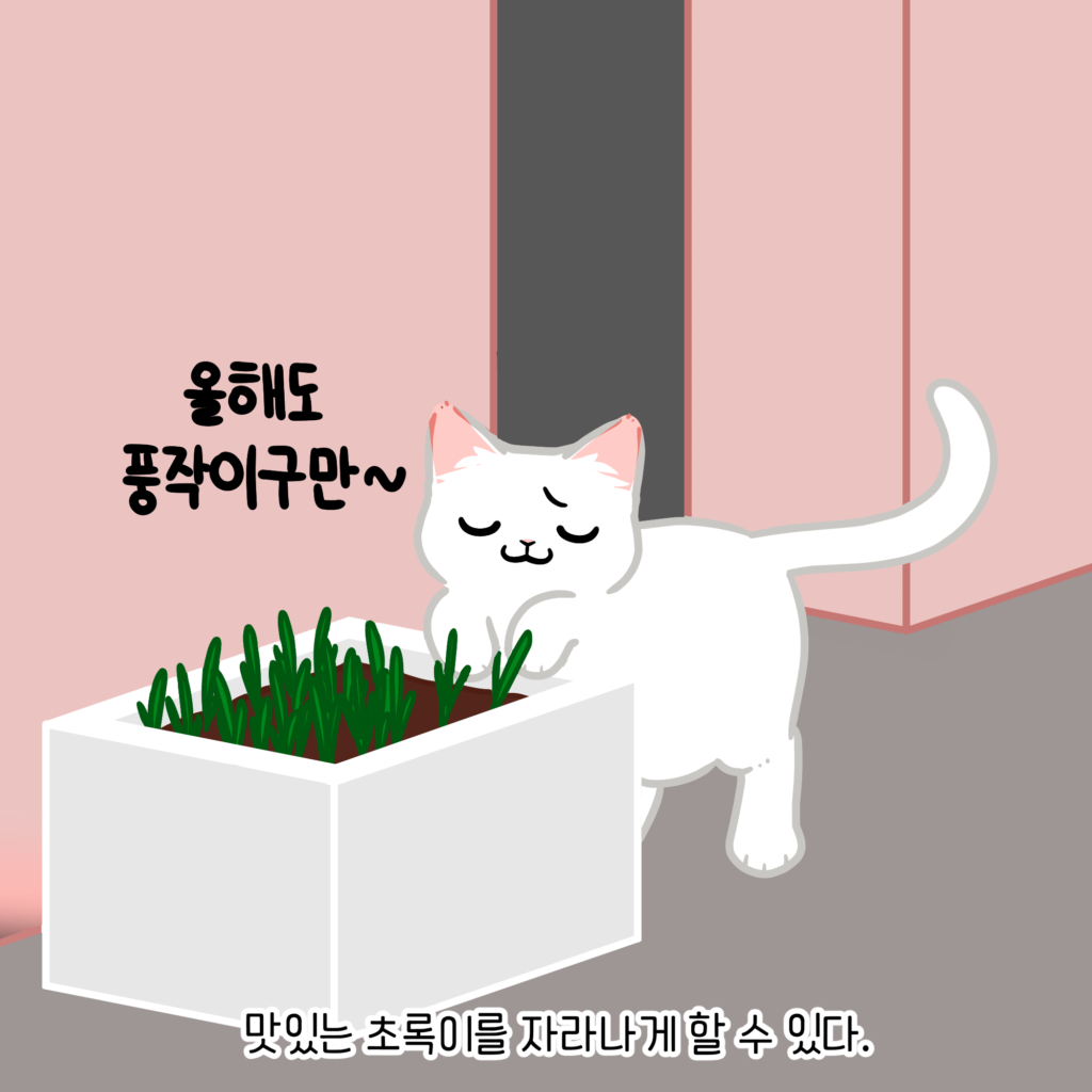 고양이 귀리