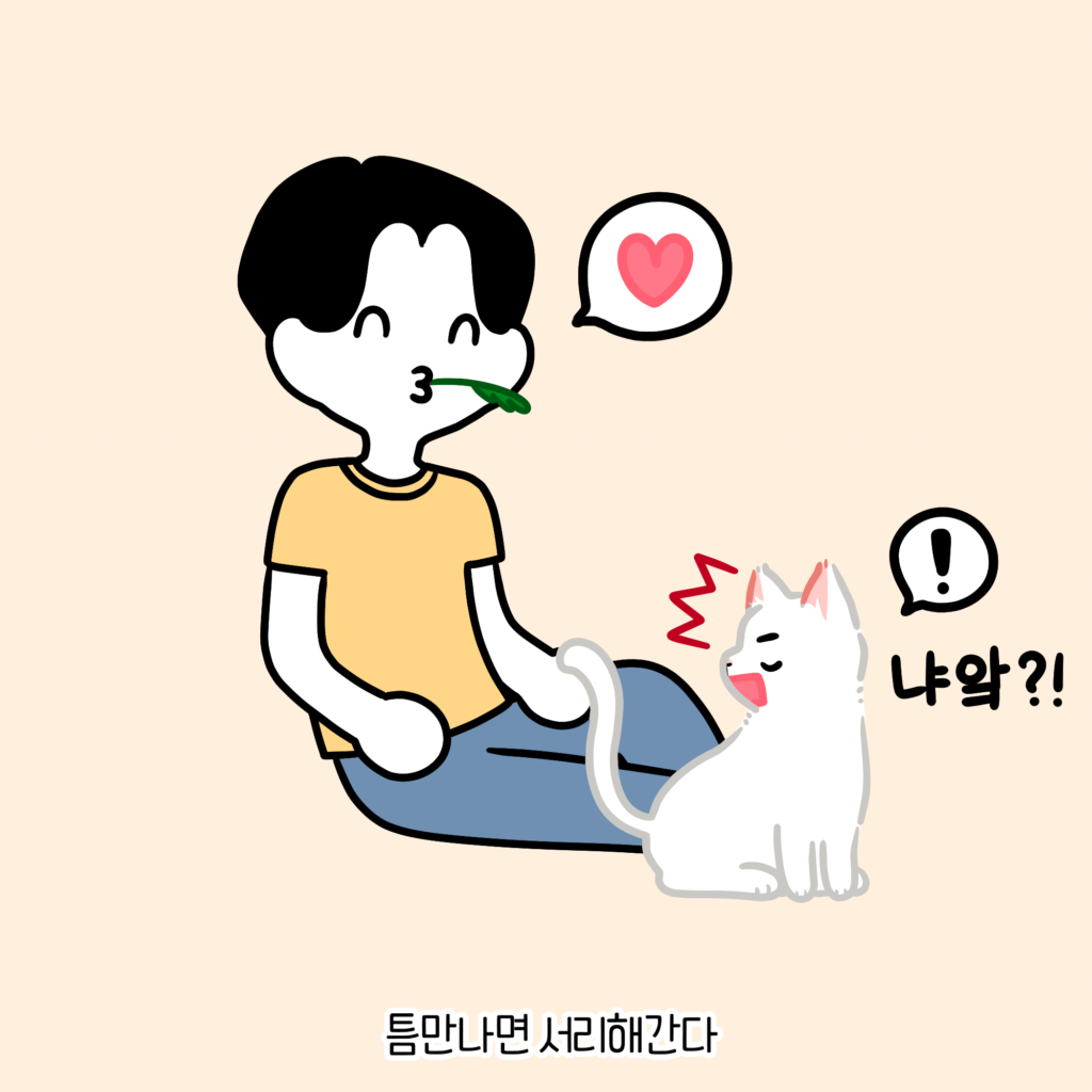 고양이 만화