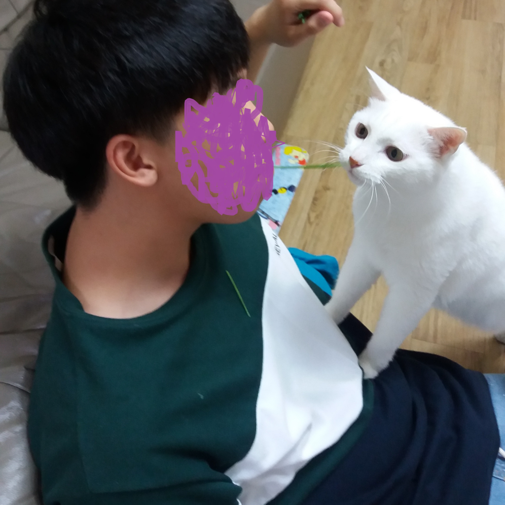 고양이 귀리