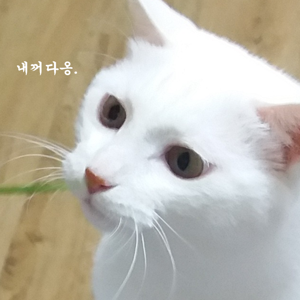 고양이 정색