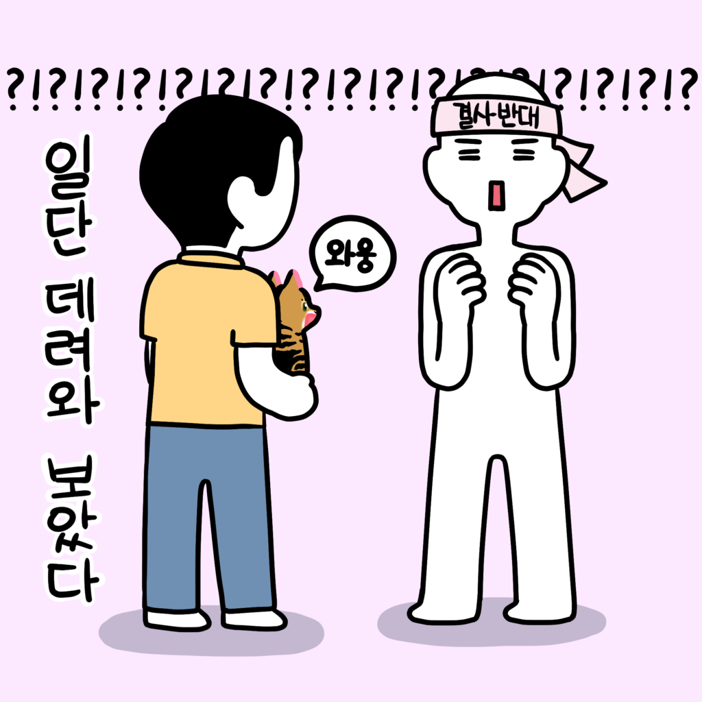 고양이 입양