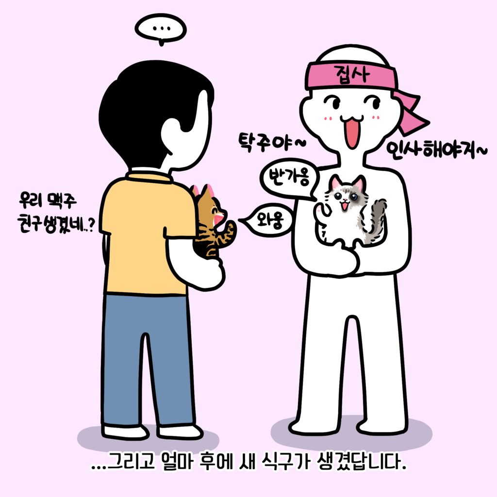 고양이 입양