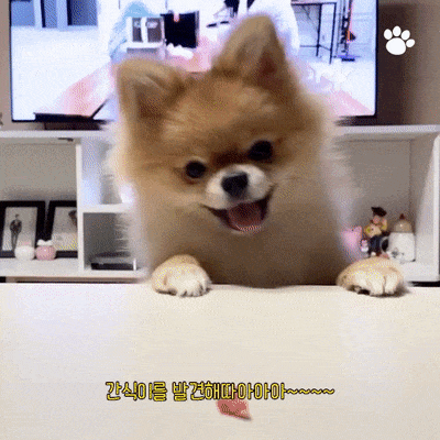 강아지 간식