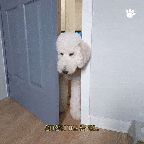 스탠다드푸들