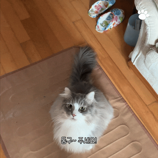 고양이 주세요