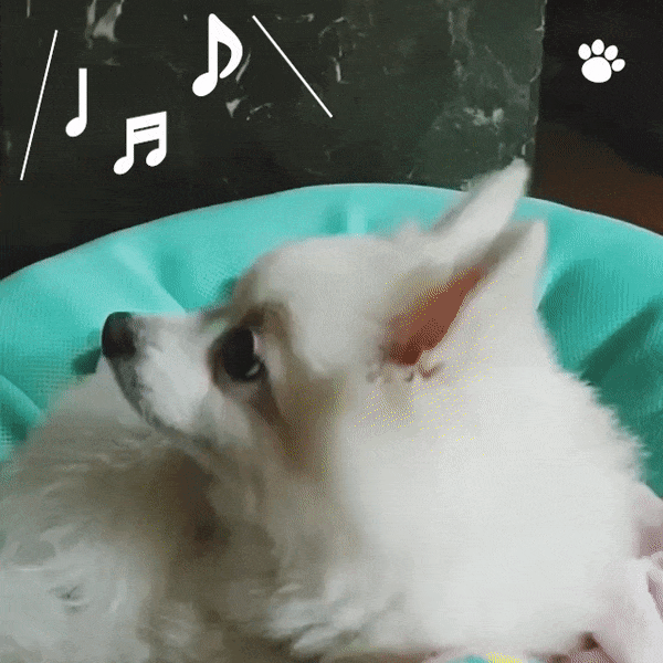강아지 하울링
