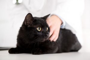 고양이 동물병원