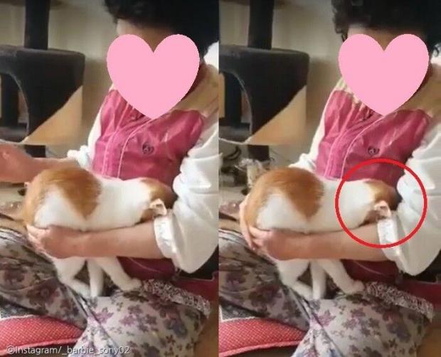 ⓒ노트펫