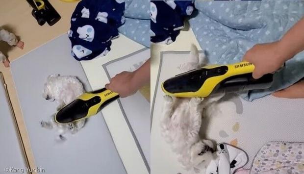 ⓒ노트펫