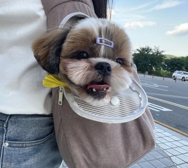 ⓒ노트펫