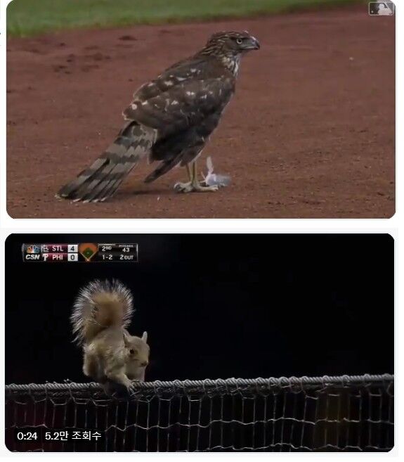 MLB 트위터 캡쳐