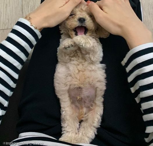 ⓒ노트펫