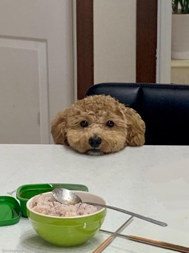 ⓒ노트펫