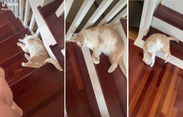 고양이 리키는 계단을 내려가기 귀찮은 나머지 누워서 슬라임처럼 흘러내리는 방법을 썼다. [출처: TikTok/ rlynneg]
