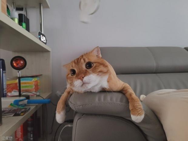 ⓒ노트펫