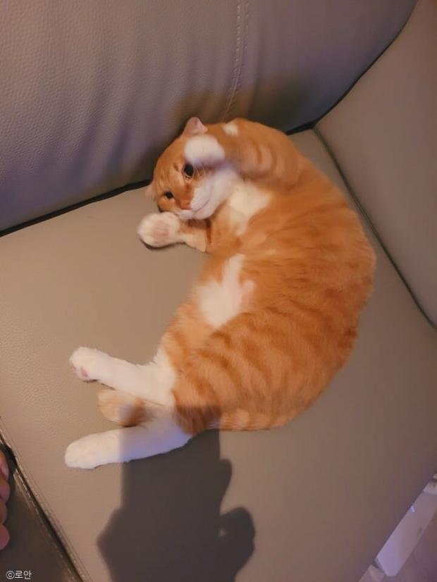 ⓒ노트펫