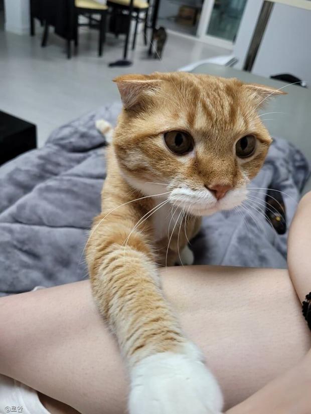 ⓒ노트펫