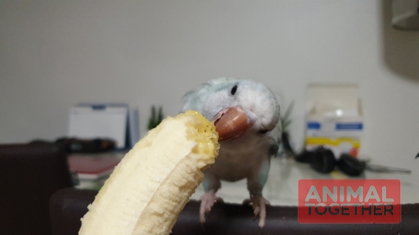바나나 삼매경에 빠진 둘째