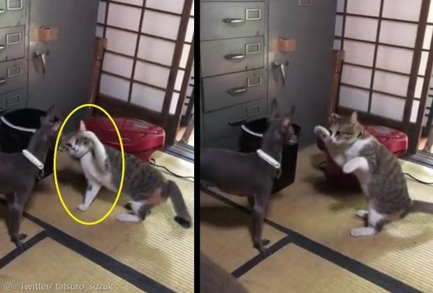 고양이는 처음 본 강아지를 향해 앞발을 들었지만, 정작 때리기를 주저했다.