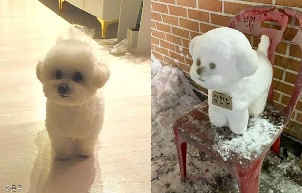 ⓒ노트펫