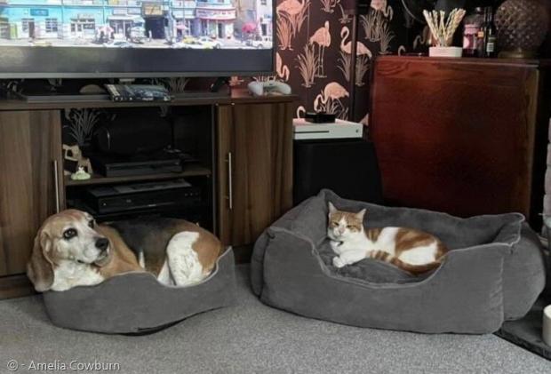 고양이 브라이언에게 큰 침대를 뺏기고, 좁은 고양이 침대에 끼여 앉은 비글 반려견 베티. [출처: 어밀리아 카우번]