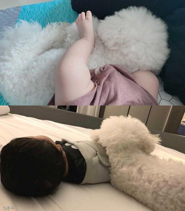 ⓒ노트펫