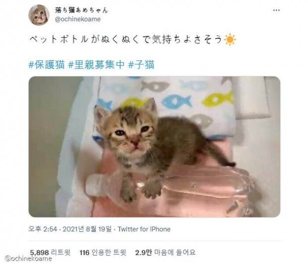 ⓒ노트펫