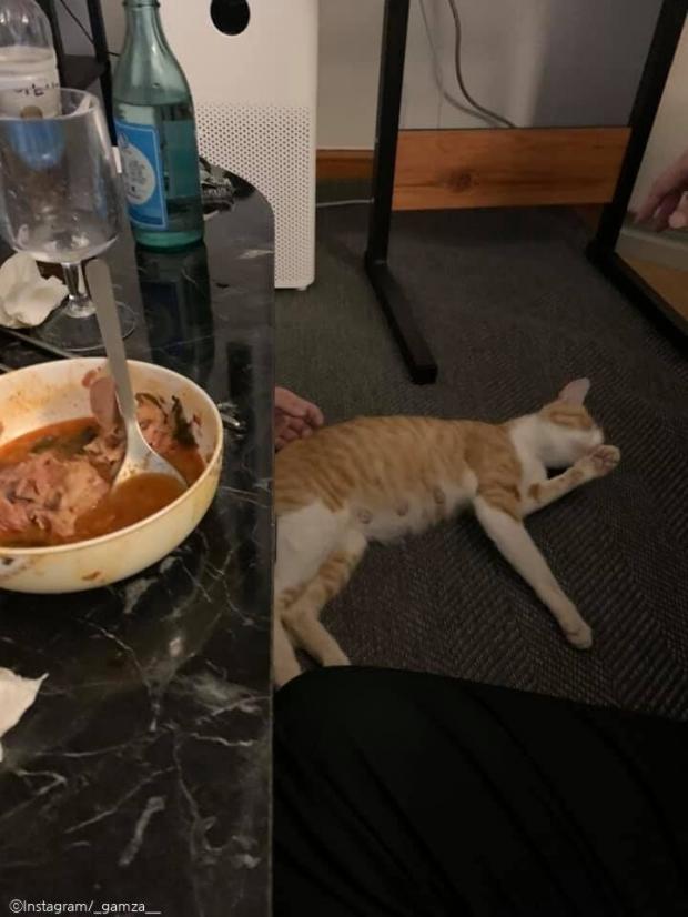 ⓒ노트펫