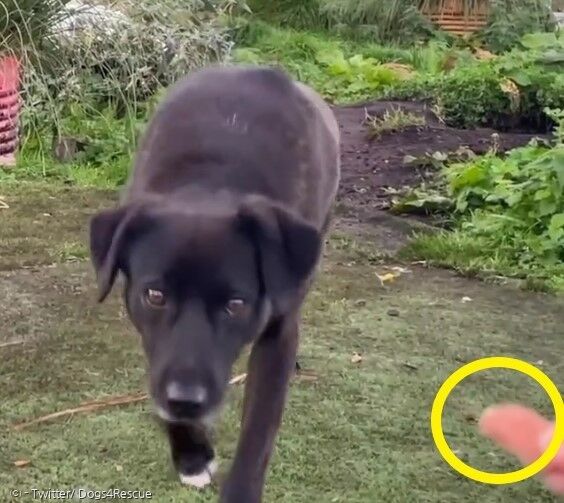 베티가 오랜 고민 끝에 간식(노란 원)을 먹으려고 다가온다. 보호소에 들어온 지 601일째 처음 간식을 먹었다.