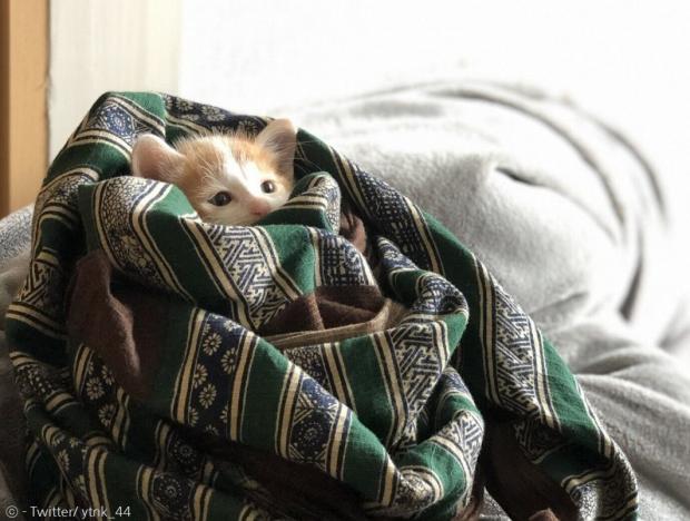 고양이 마메츠부의 집사가 1년 전 새끼고양이 시절 사진을 공유했다. [출처: Twitter/ ytnk_44]