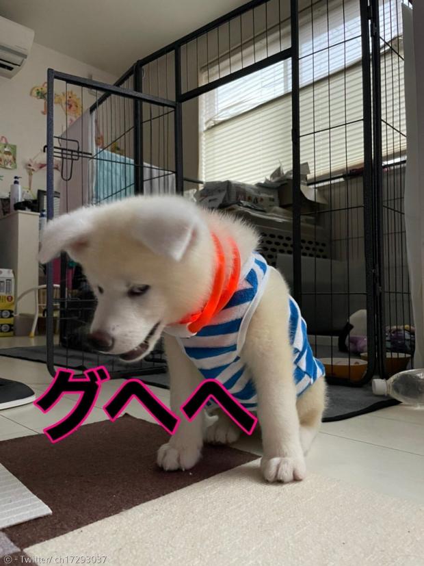 불량기 넘치는 강아지 레오.