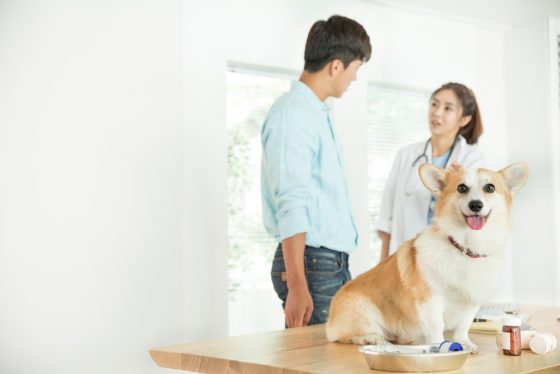 강아지 수술, 7월부턴 사전 동의 받아야…내년부턴 진료비도