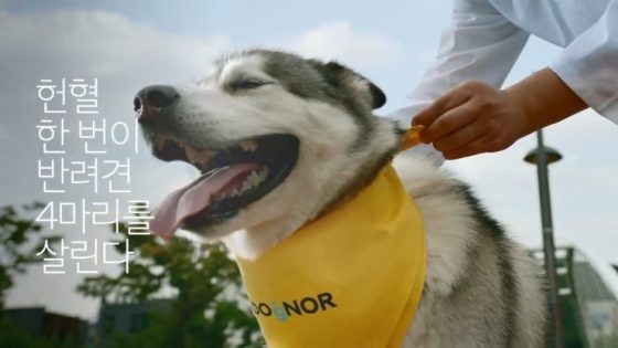 아시아 최초 민간 반려견 헌혈센터(KU I’M DOgNOR) 세운다