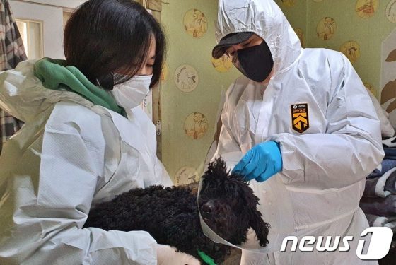 유기견 강아지 귀 닦고 견사 청소하는 수의사들