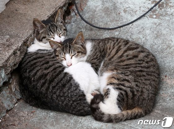 국내 대표 고양이단체 “세금 쓰는 TNR, 수의사-캣맘 신뢰 중요”