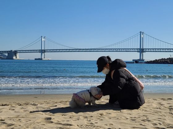 반려견과 함께 하는 부산 해운대 광안리 버스투어