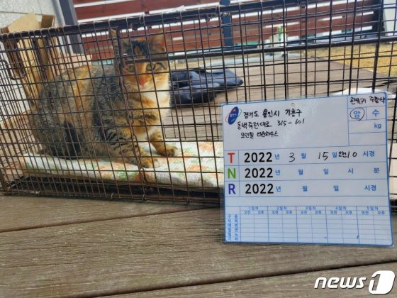 용인시, 실외 사육견 200마리·길고양이 2000마리 중성화 지원