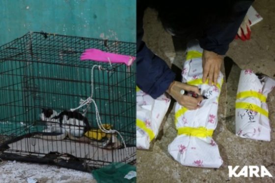 “고양이 해부 즐긴 구룡포 학대범 엄벌” 청원