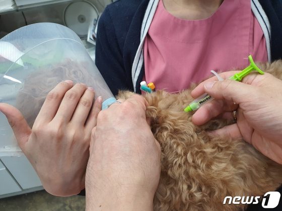 도봉구, 취약계층 반려동물 진료비 39만원까지 지원