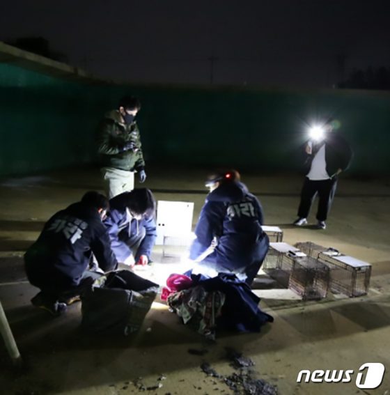 3년간 포항서 길고양이 수십마리 잔혹하게 죽어