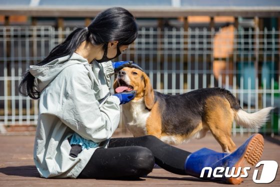 “평균 수명 2년”…’실험동물의 날’ 새 가족 찾는 비글들