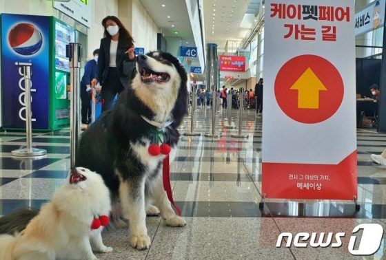 봄나들이 위해 부산 케이펫페어 온 강아지들