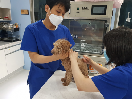 서울 광견병 예방주사, 이달 말까지 하면 5천원