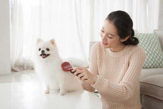 봄엔 빗질 더 중요해요… 강아지 빗질 ABC