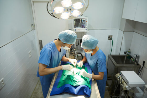 수의대생 최대 관심사는 반려동물, 전문의, 그리고 연봉