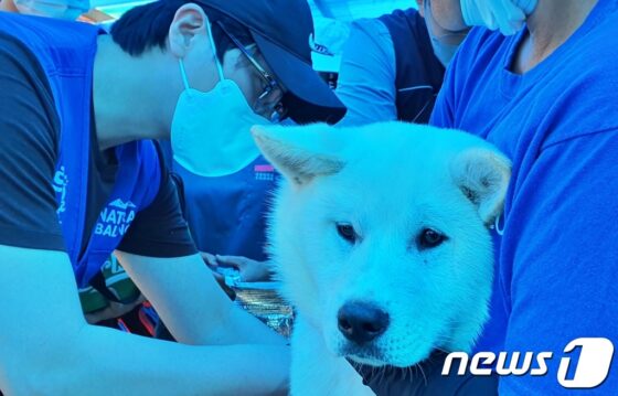 심장사상충 예방 봉사하는 수의사들…”개들도 모기 조심해야”