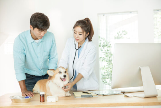 【LAW STORY】수의사의 설명 의무 ②